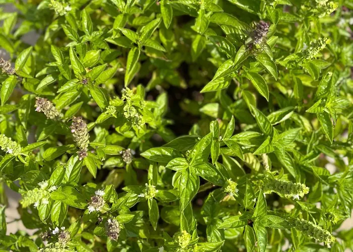 Casa Roberta - Esperienze Di Campagna Apartment *